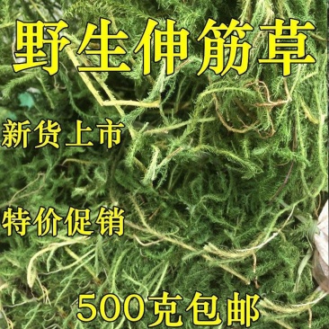 中药材伸筋草筋骨草正品新货透骨草舒筋草石松狮子多规格