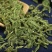 中药材伸筋草筋骨草正品新货透骨草舒筋草石松狮子多规格