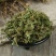 中药材伸筋草筋骨草正品新货透骨草舒筋草石松狮子多规格