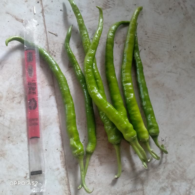 线椒10~15厘米青特辣