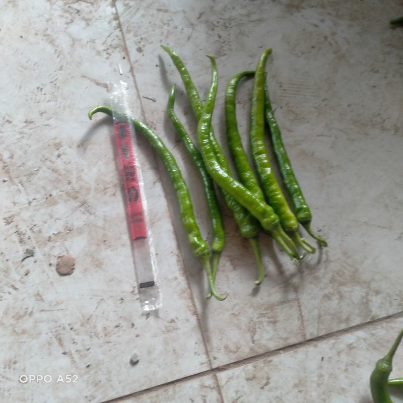 线椒10~15厘米青特辣