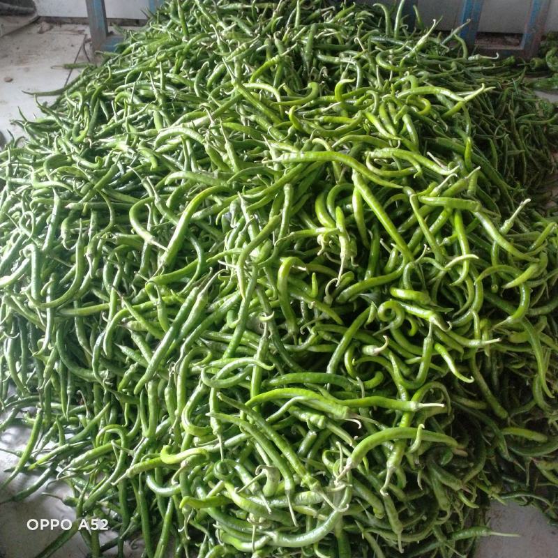 线椒10~15厘米青特辣