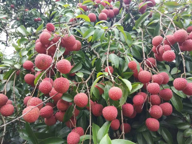 广西桂平市麻垌镇荔枝