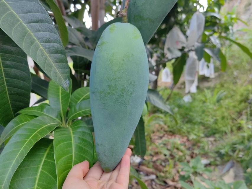 大青芒催熟过程图解