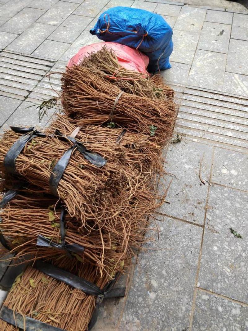 广西桂林千斤拔，一手货源价格美丽，欢迎各位老板合作共赢