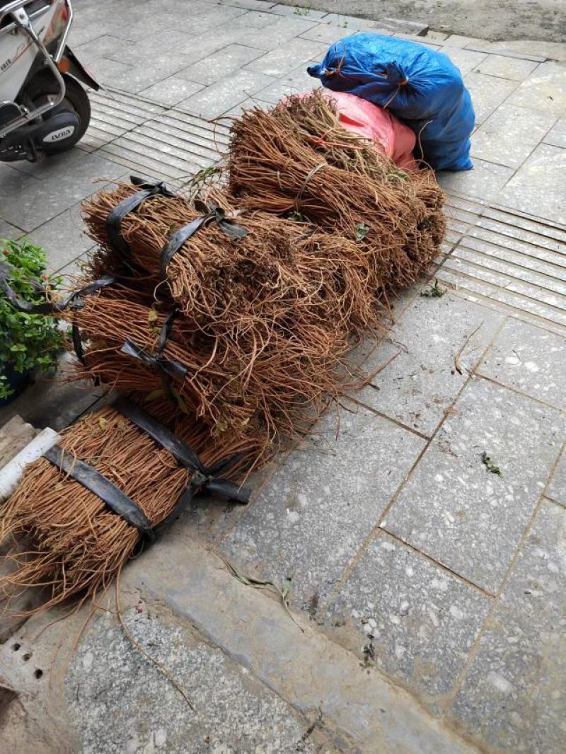 广西桂林千斤拔，一手货源价格美丽，欢迎各位老板合作共赢