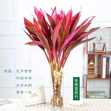 富贵竹水培绿植紫竹水培植物花卉盆栽四季好养大叶竹包邮净化