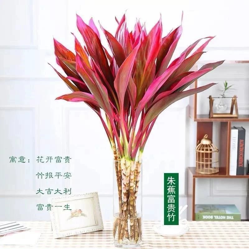 富贵竹水培绿植紫竹水培植物花卉盆栽四季好养大叶竹包邮净化