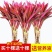 富贵竹水培绿植紫竹水培植物花卉盆栽四季好养大叶竹包邮净化