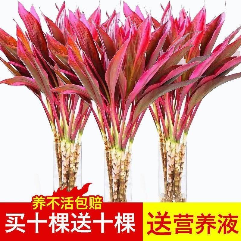 富贵竹水培绿植紫竹水培植物花卉盆栽四季好养大叶竹包邮净化