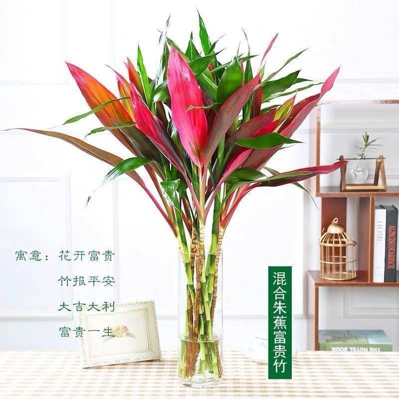富贵竹水培绿植紫竹水培植物花卉盆栽四季好养大叶竹包邮净化