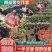 [精品]洋葱紫皮黄皮上市，8—10公分起步个头大质量好