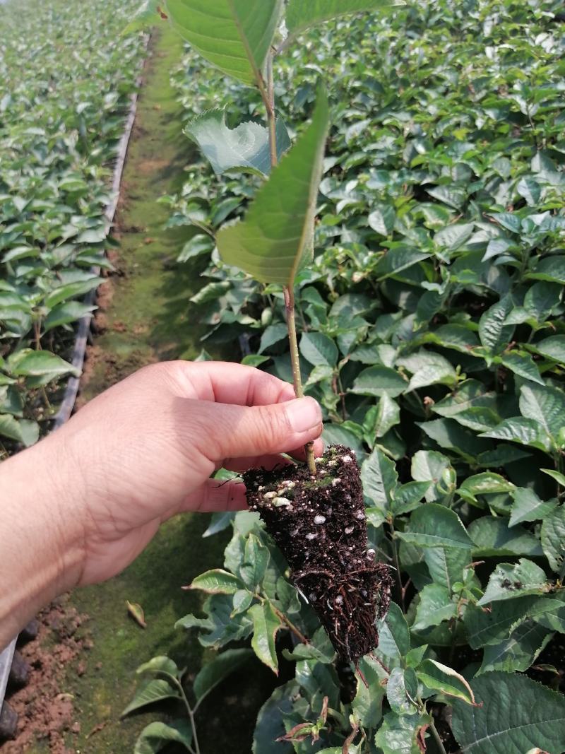 矮化樱桃苗，砧木苗，吉塞拉6号穴盘苗，