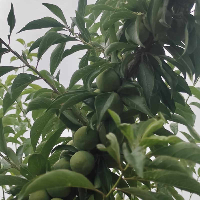 青脆李