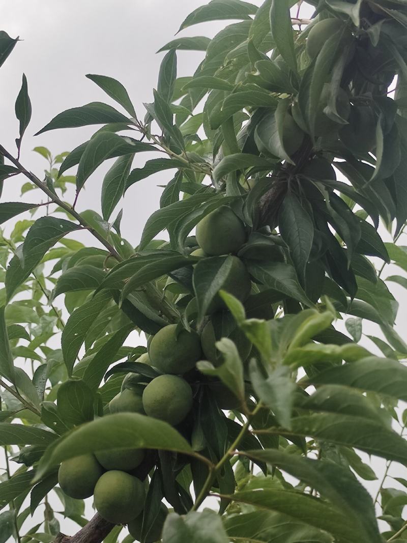 青脆李