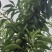 青脆李