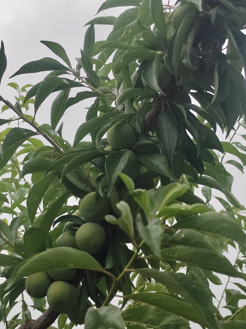 青脆李