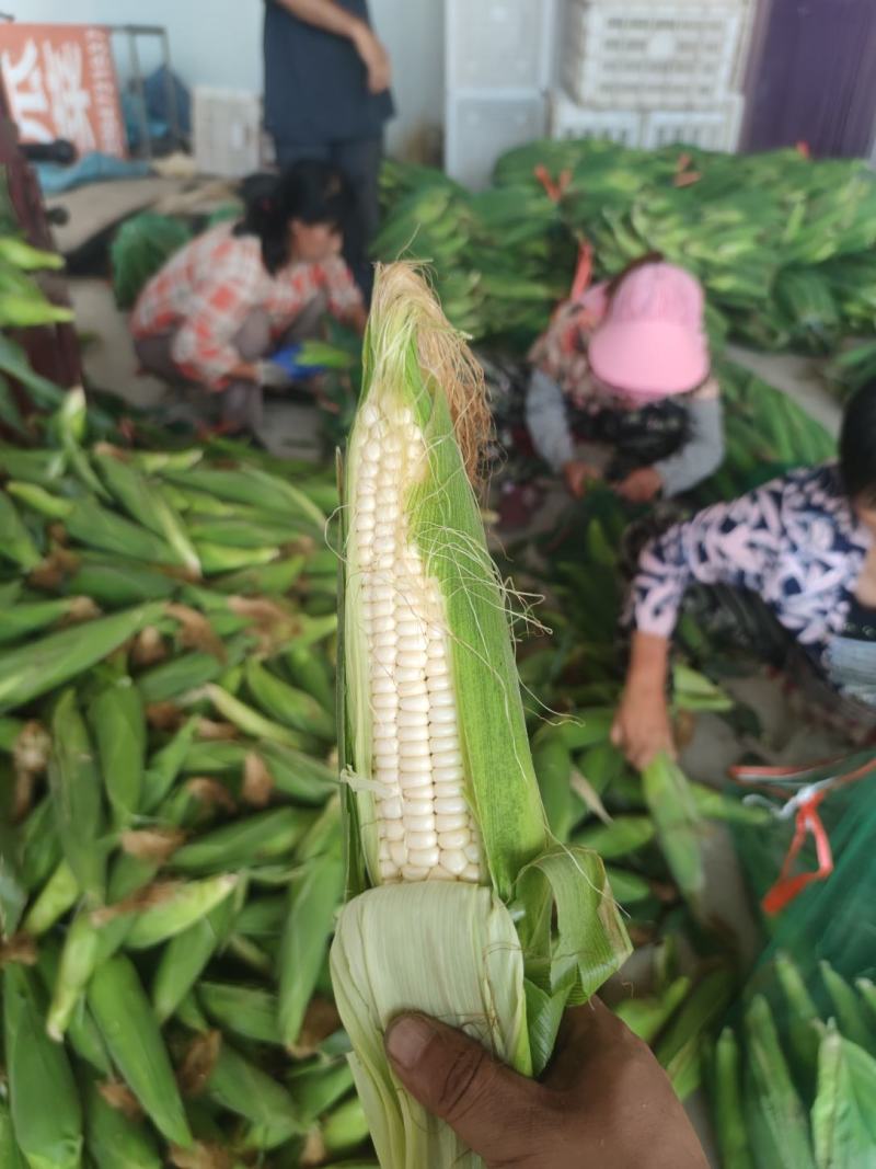 黏玉米10%，，，，，