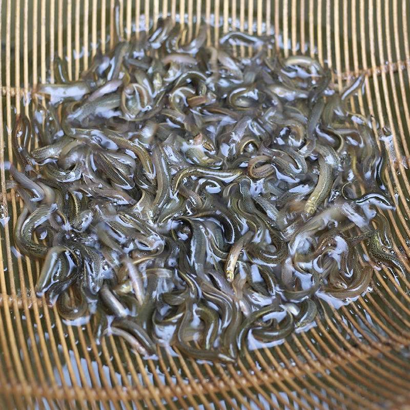 高密度养殖，台湾泥鳅苗，