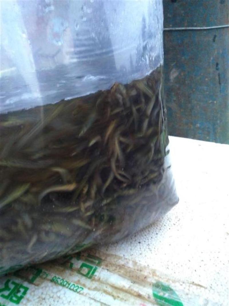 高密度养殖，台湾泥鳅苗，