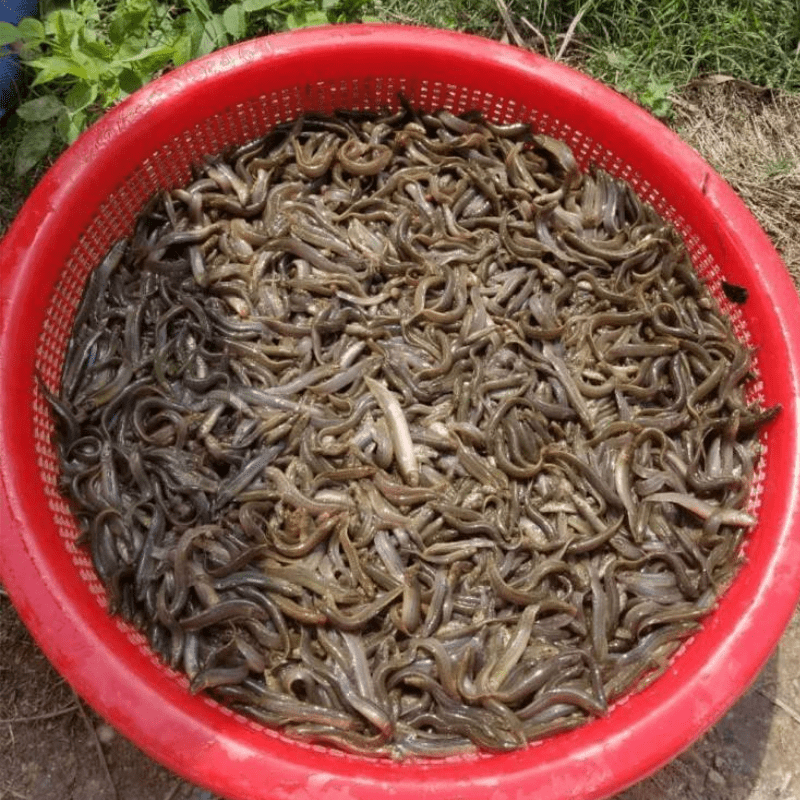 高密度养殖，台湾泥鳅苗，