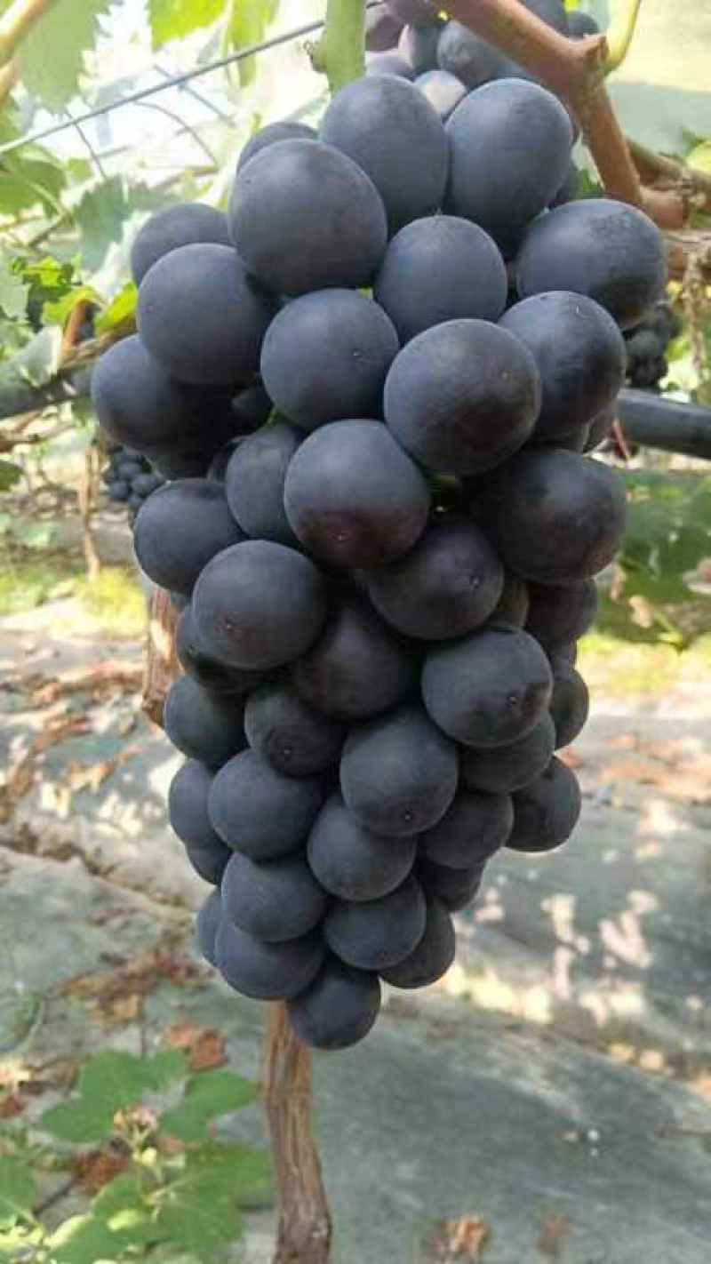 南太湖葡萄夏黑葡萄