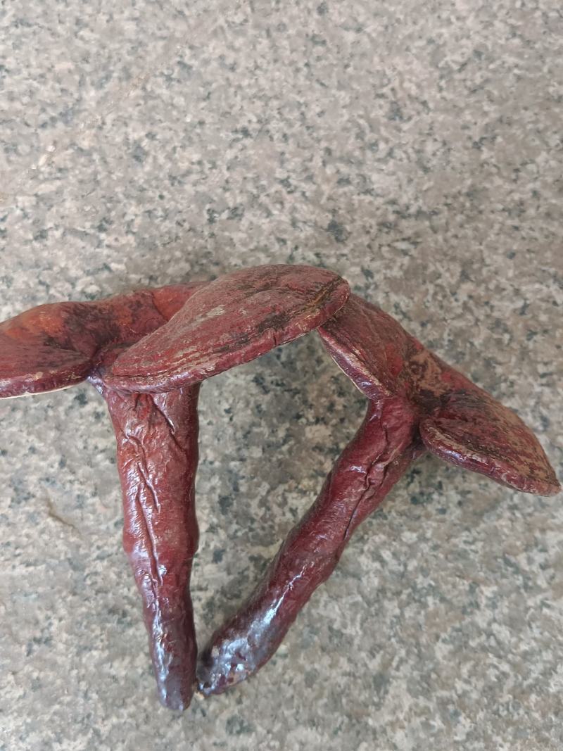 灵芝，灵芝个，灵芝片产地直发，实拍现货24小时内发货