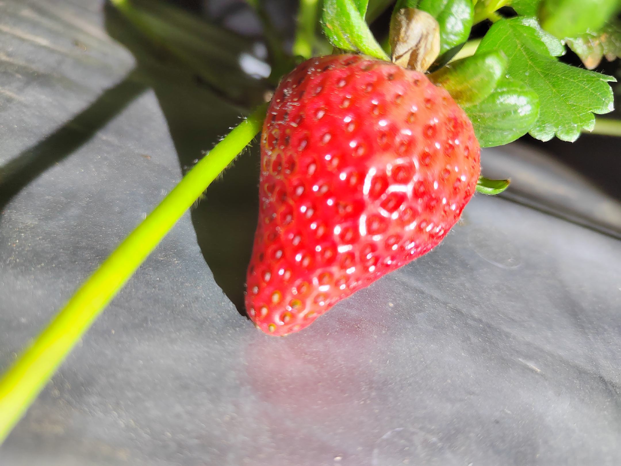 草莓新鲜与变质对比图