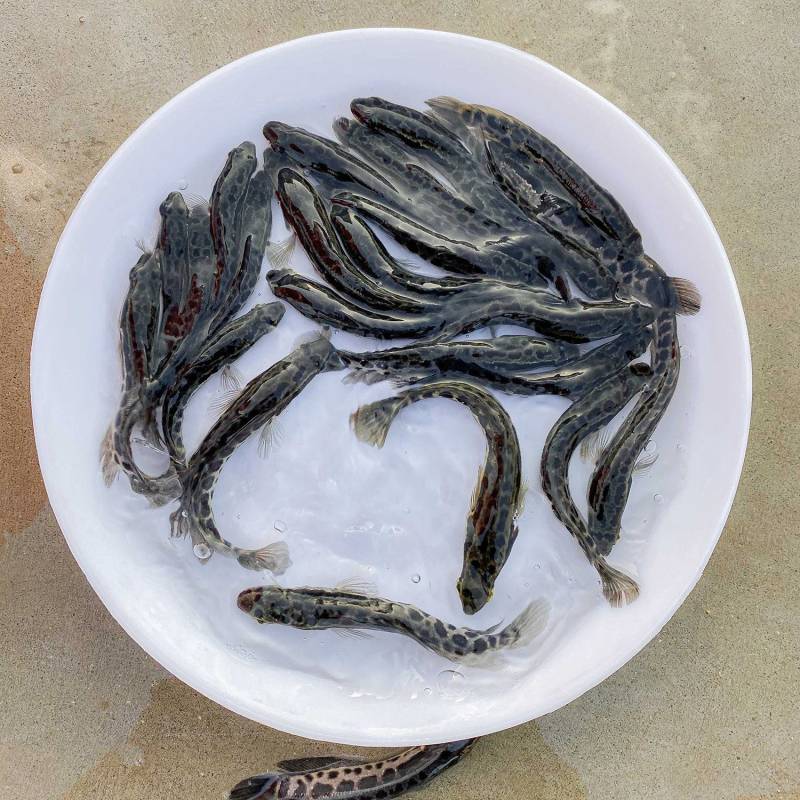 乌鱼苗，高产耐寒成活力强提供技术指导跟踪服务