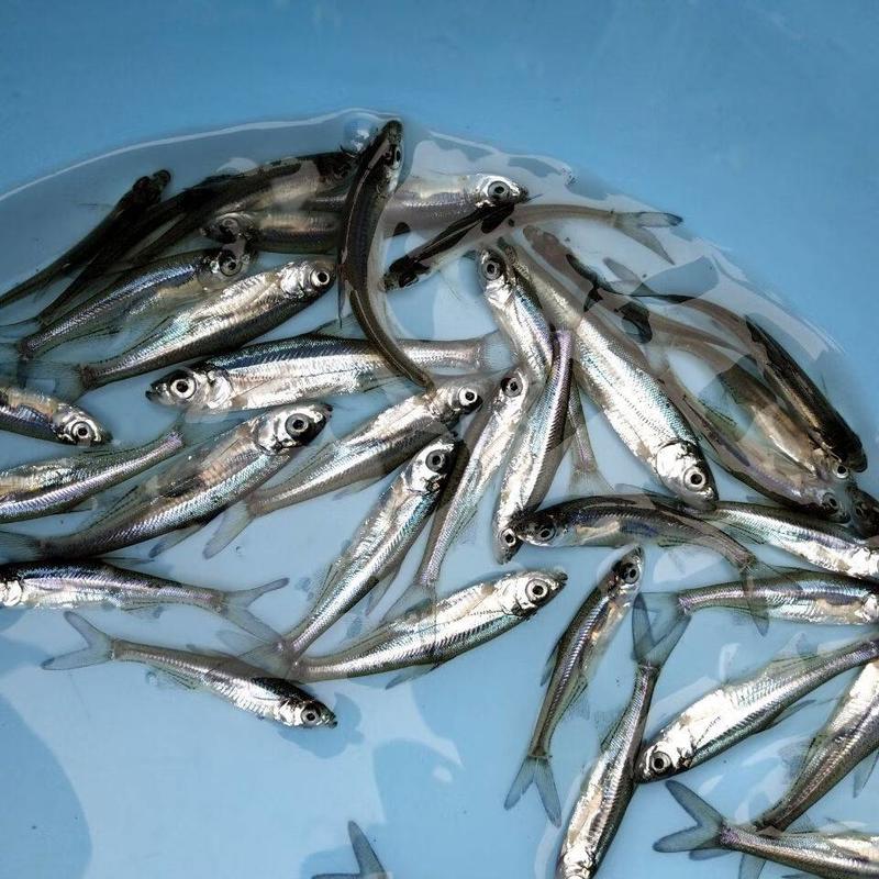 翘嘴鱼苗，高成活率淡水鱼渔场直供全国发货