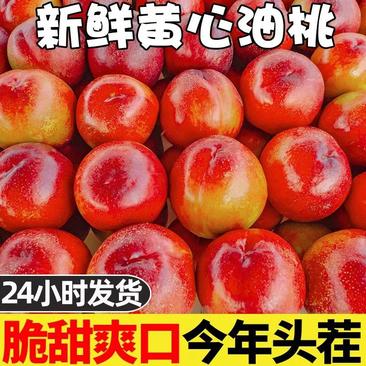 临沂油桃红油桃产地直发品质保证欢迎来电选购！