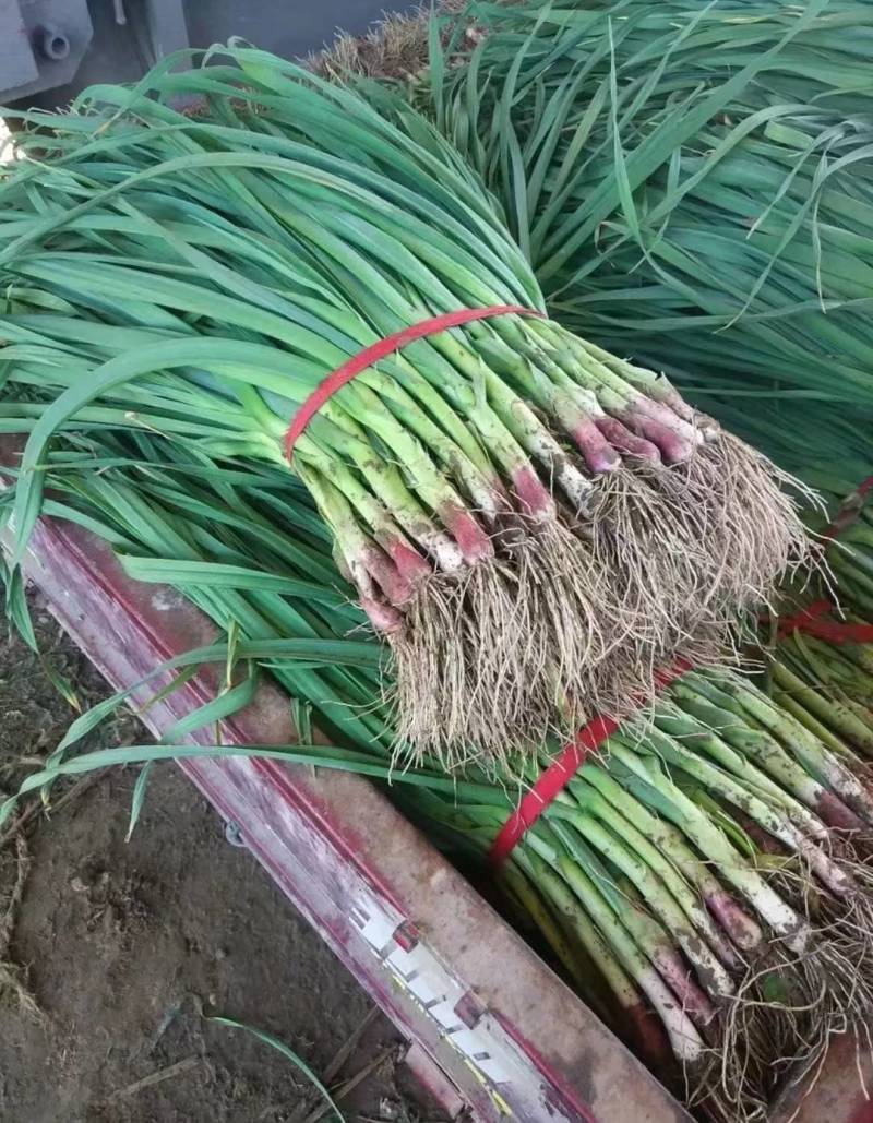 红根蒜苗种子种植基地催芽蒜种保证纯度全国发货