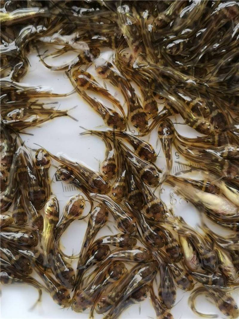 黄骨鱼苗大量供货可视频看货欢迎来电咨询