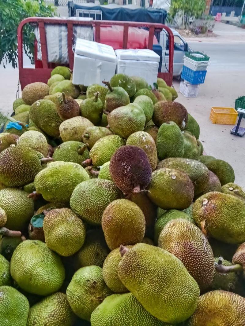 广东茂名本地菠萝蜜，产地直供，整车发货，可一件代发欢迎咨询