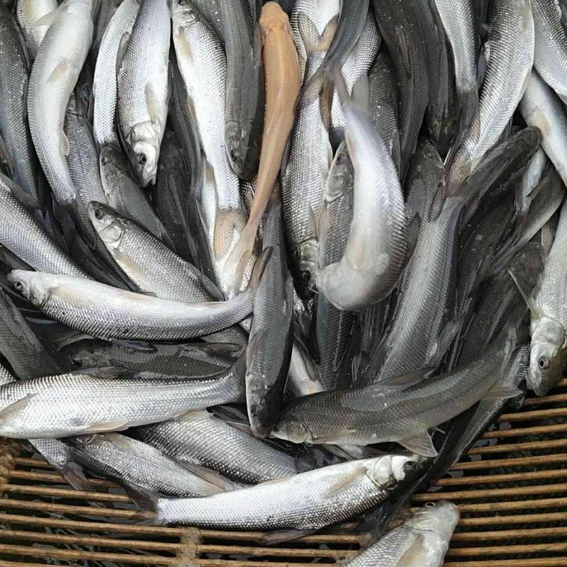 银雪鱼苗渔场直发货源稳定一手货源提供养殖技术指导