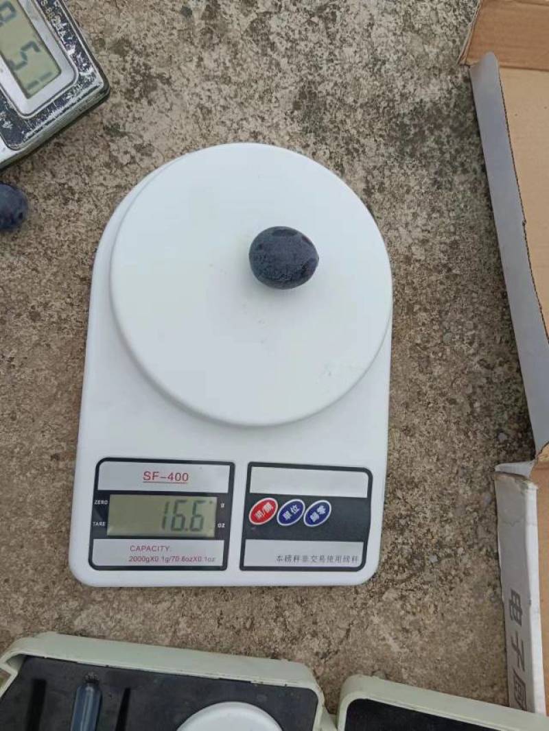 河北夏黑葡萄乒乓球葡萄阳光玫瑰巨峰葡大量直供口感纯甜精品