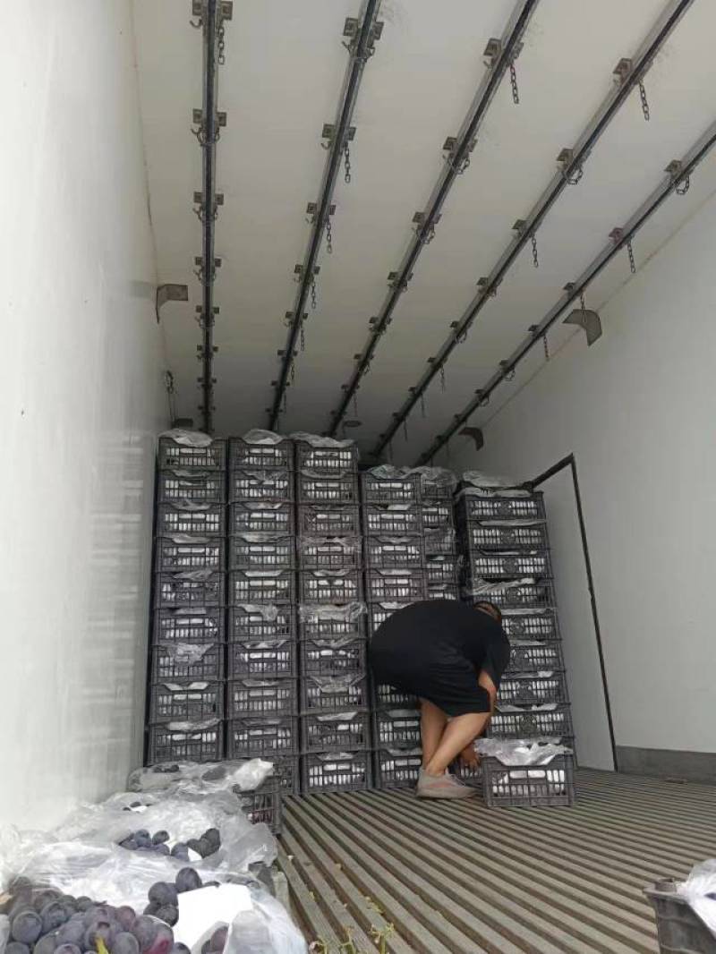河北夏黑葡萄乒乓球葡萄阳光玫瑰巨峰葡大量直供口感纯甜精品