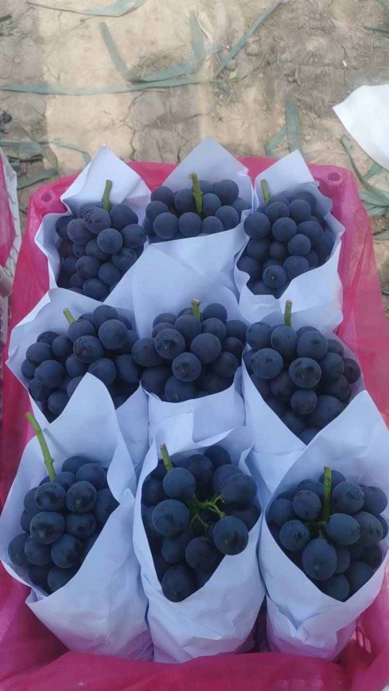 河北夏黑葡萄乒乓球葡萄阳光玫瑰巨峰葡大量直供口感纯甜精品