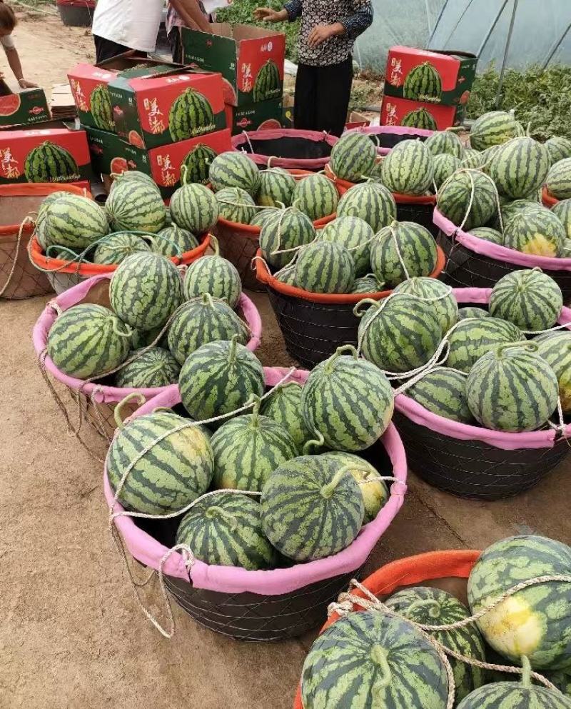 精品湖北枝江8424西瓜美都西瓜无籽头茬万亩规模保熟包甜