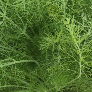 茴香苗莱30公分