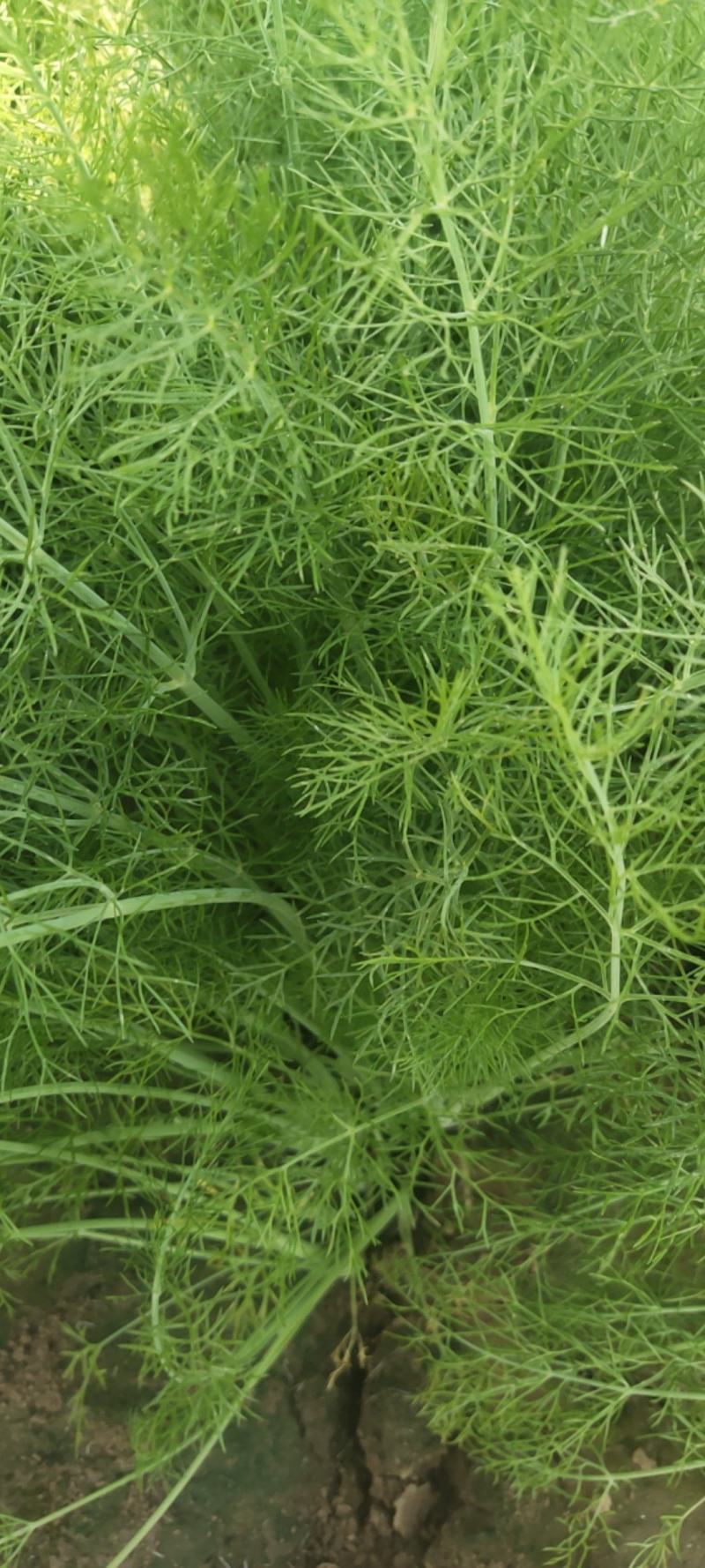 茴香苗莱30公分