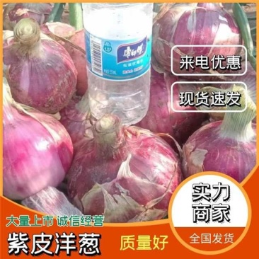 紫红皮洋葱产地直供【电商】【市场】诚信经营