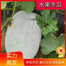 【荐】翡翠水果冬瓜产地直供按需包装（电商）（市场）
