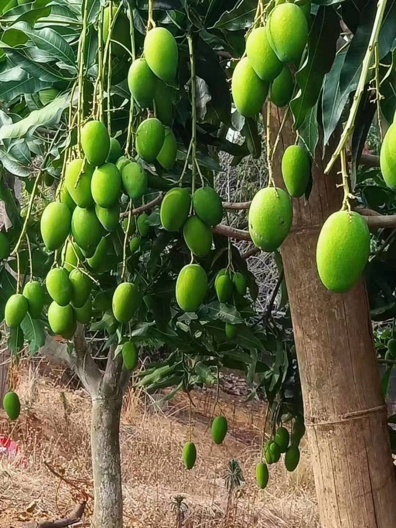 云南鸡蛋芒果芒果基地直发品质保证量大从优欢迎联系