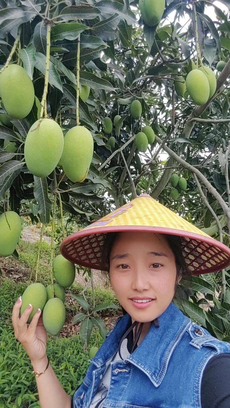 云南鸡蛋芒果芒果基地直发品质保证量大从优欢迎联系