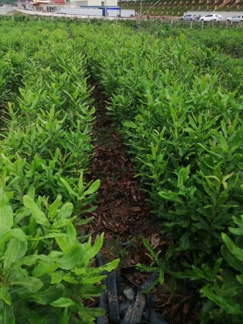 澳洲坚果挂热一号A4带土带叶现挖现发
