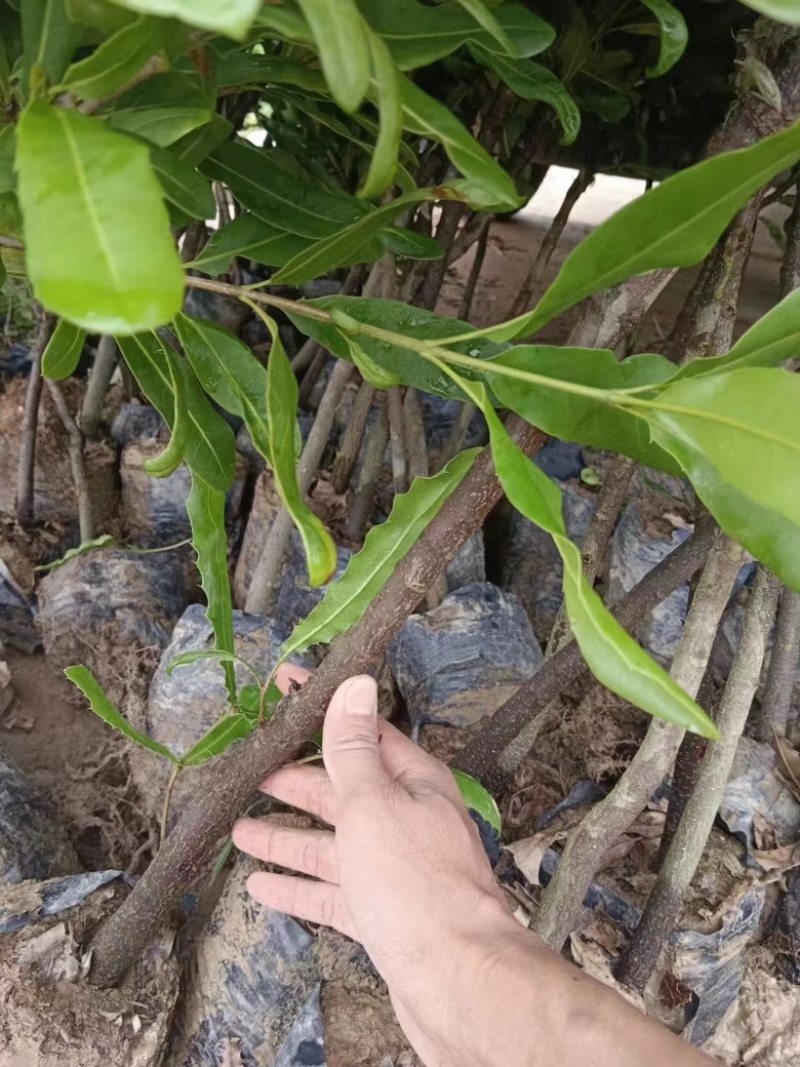 澳洲坚果挂热一号A4带土带叶现挖现发