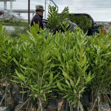 澳洲坚果挂热一号A4带土带叶现挖现发