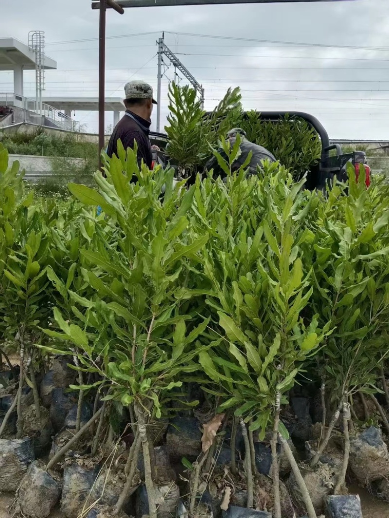 澳洲坚果挂热一号A4带土带叶现挖现发