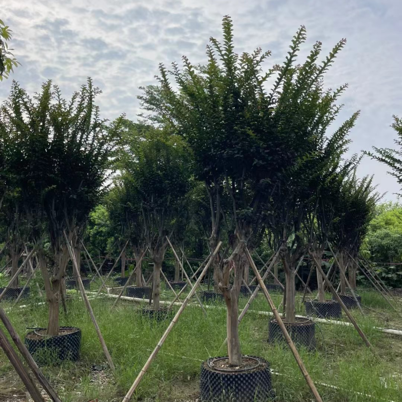 大量细叶紫薇3到15公，货靓价优，欢迎各位老板前来咨询